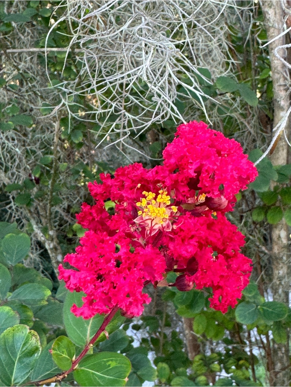 Vibrant Fuchsia Crape Myrtle Bloom